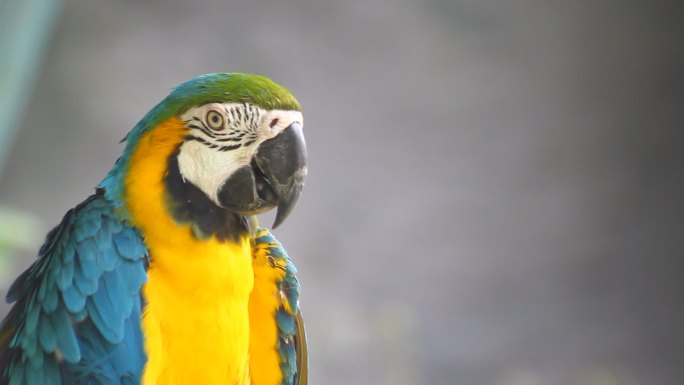 一对蓝黄相间的金刚鹦鹉栖息在丛林中。