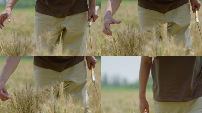农民在麦田里收割水稻谷农业丰收稻田小麦粮