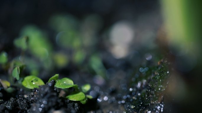 绿色的幼苗在雨中生长在地面上