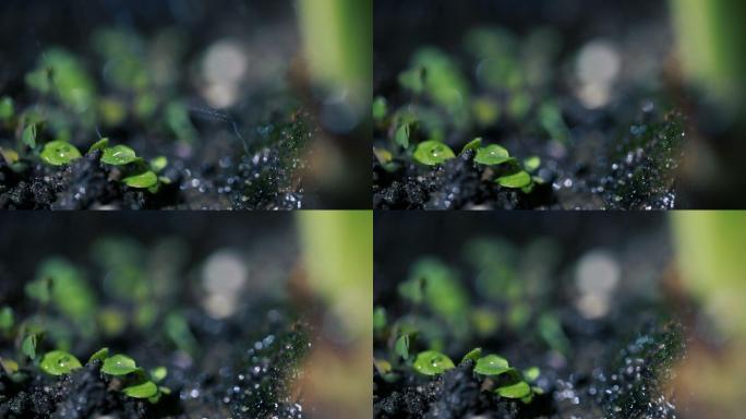 绿色的幼苗在雨中生长在地面上