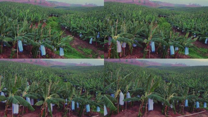 航拍老挝的香蕉种植园