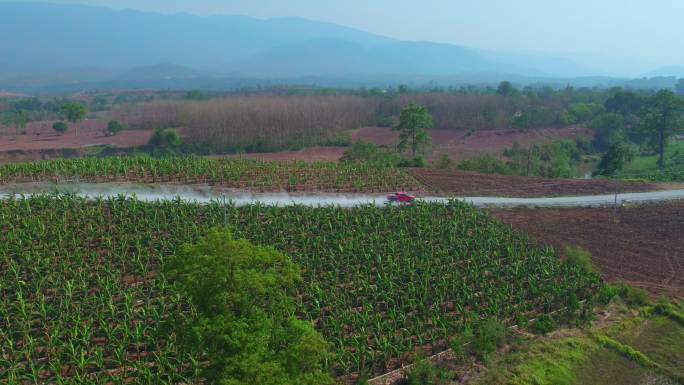 航拍老挝的香蕉种植园