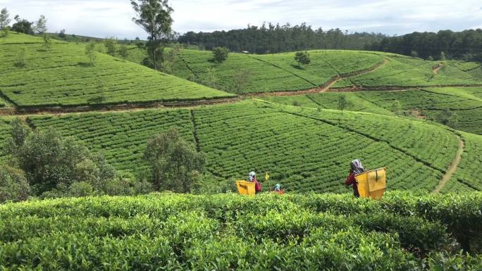 郁郁葱葱的茶园制茶炒茶道文化茶园泡茶采茶