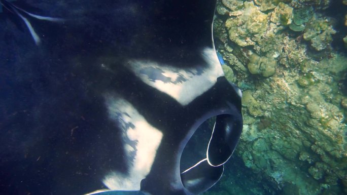 潜水时拍摄的蝠鲼海洋野外动物