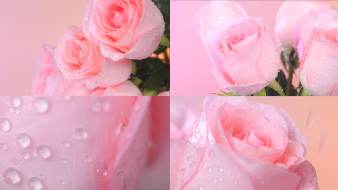 玫瑰花 下雨