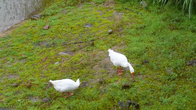 草地觅食大白鹅湿地养殖