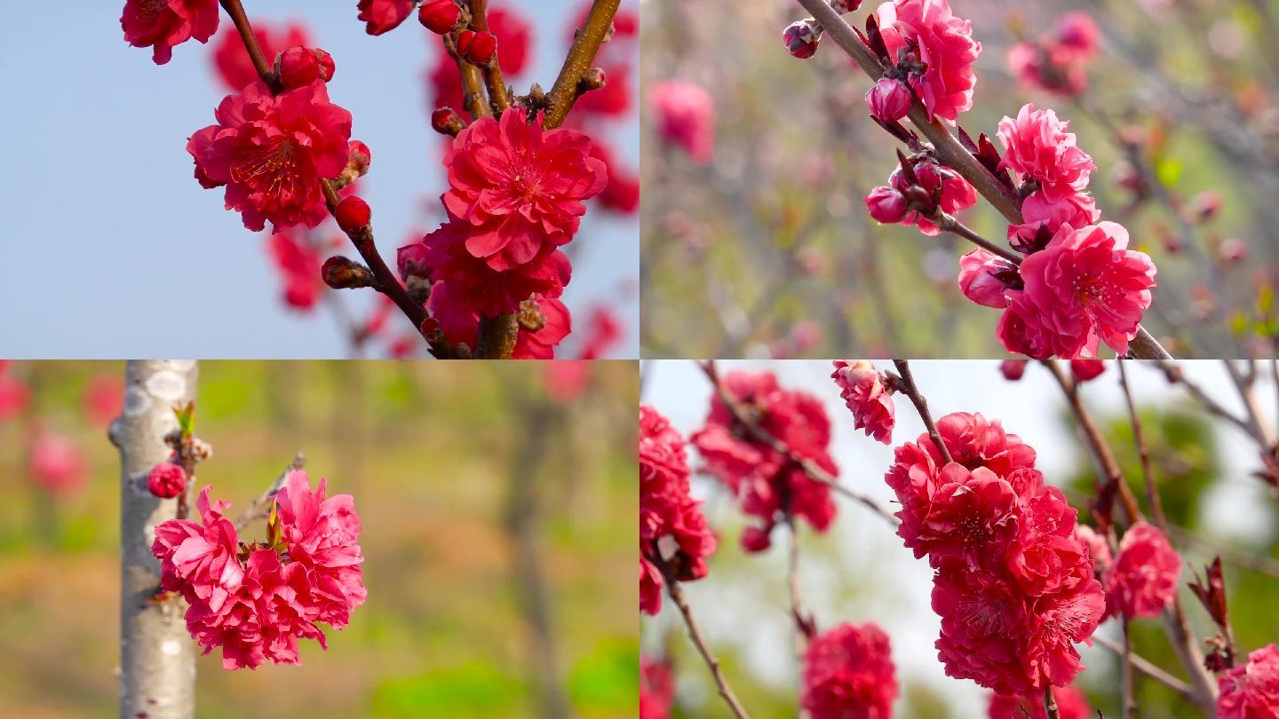 实拍、红梅花开、鲜花盛开、花朵特写 01