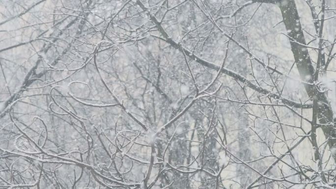 暴风雪的树林白雪世界缓慢飘落场景背景