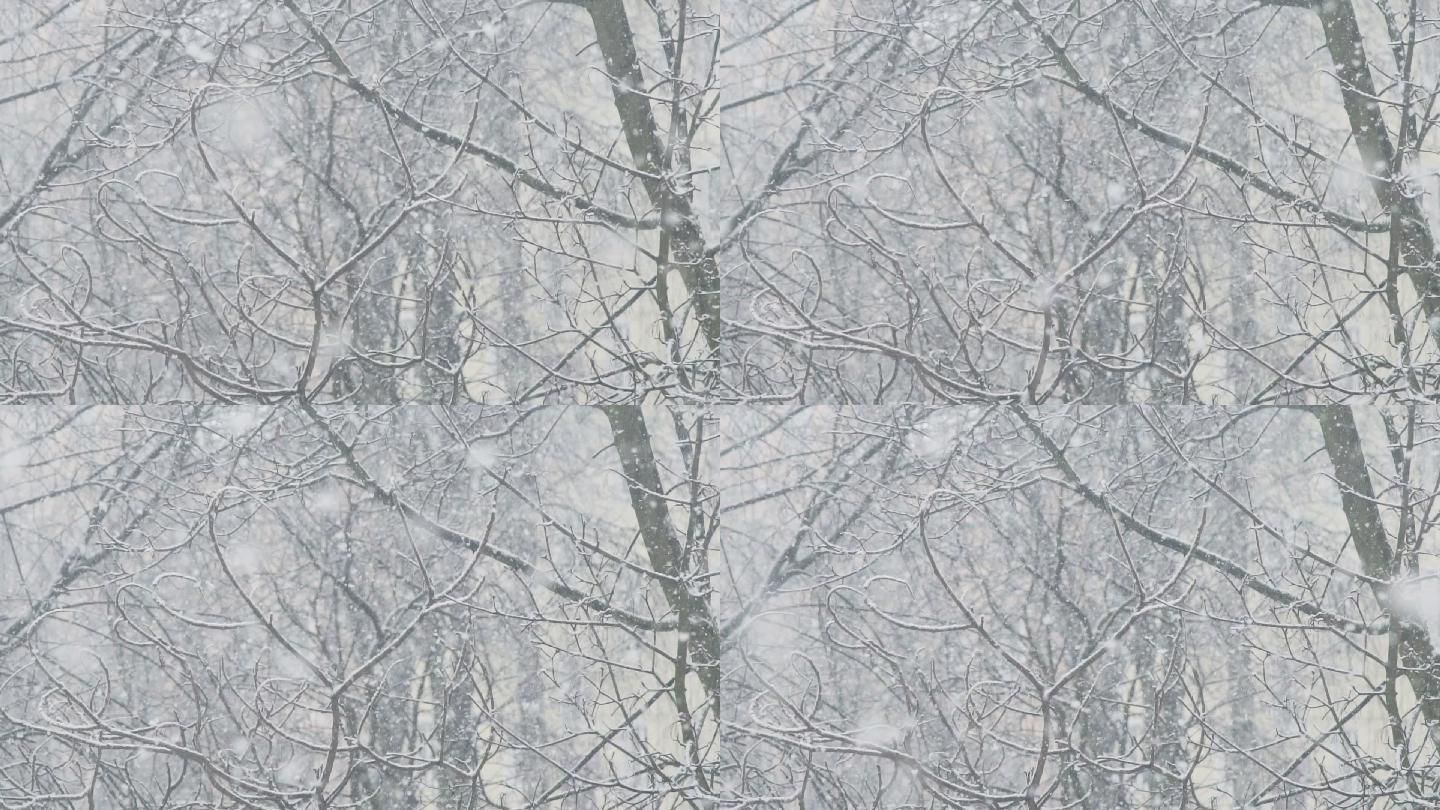暴风雪的树林白雪世界缓慢飘落场景背景