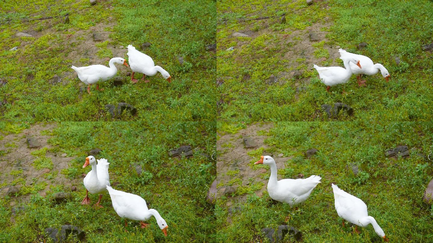 草地觅食鹅湿地养殖家禽
