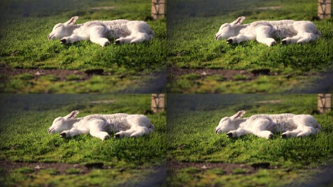 在田野里，一只小羊羔沐浴在阳光下。