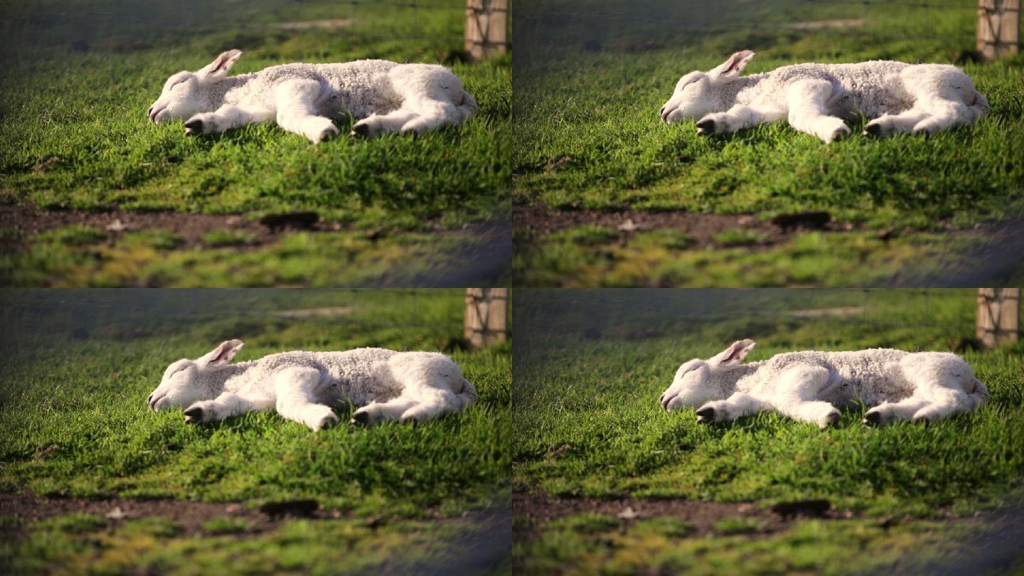 在田野里，一只小羊羔沐浴在阳光下。