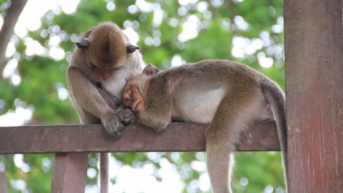 两只猴子在睡觉猕猴休息灵长类特写镜头