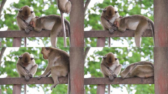 两只猴子在睡觉猕猴休息灵长类特写镜头