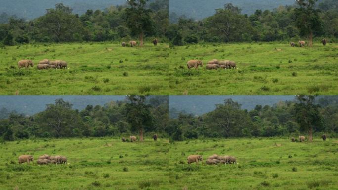 野生大象大自然非洲象群野生动物