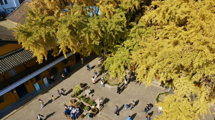 苏州定慧寺古银杏树（航拍）