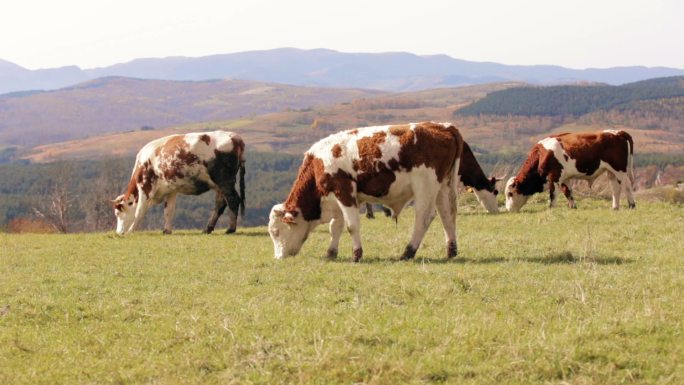 牛在高山上吃草牛群养牛农场放牧奶牛小牛