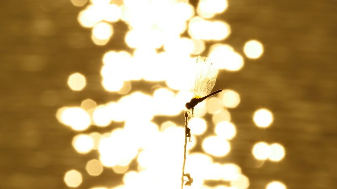蜻蜓栖息在树枝上光斑光芒飘荡飘动湖面水面