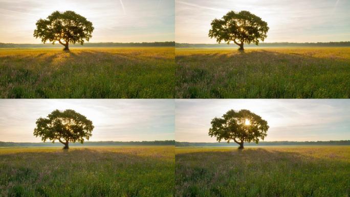 时光流逝拍摄了一棵孤独的树