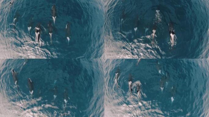 一群虎鲸在海洋里一起游泳