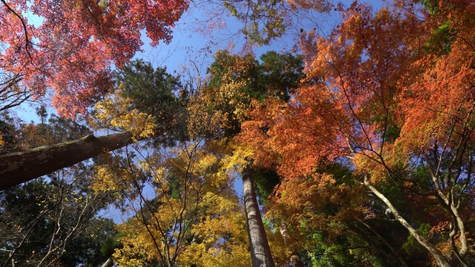 森林公园名古屋丛林树木红叶枫树林