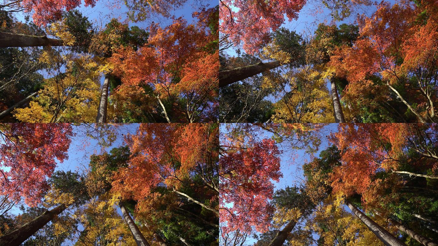 森林公园名古屋丛林树木红叶枫树林