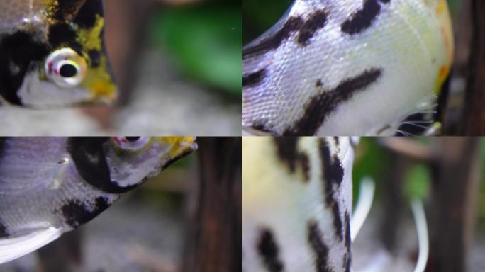 微距热带鱼鱼吃食鱼眼睛鱼鳃鱼鳞 (4)