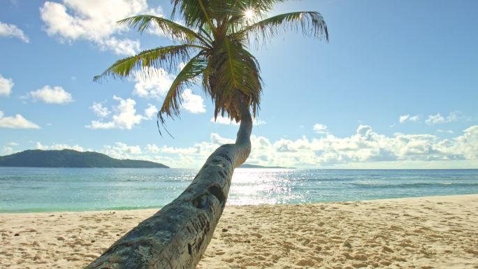 阳光海滩海岛椰树椰子树海南岛