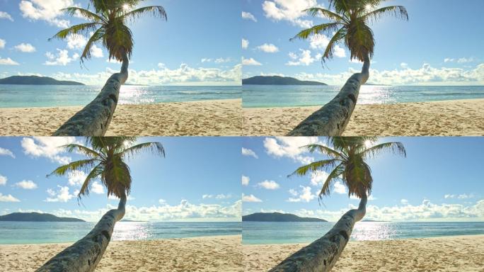 阳光海滩海岛椰树椰子树海南岛