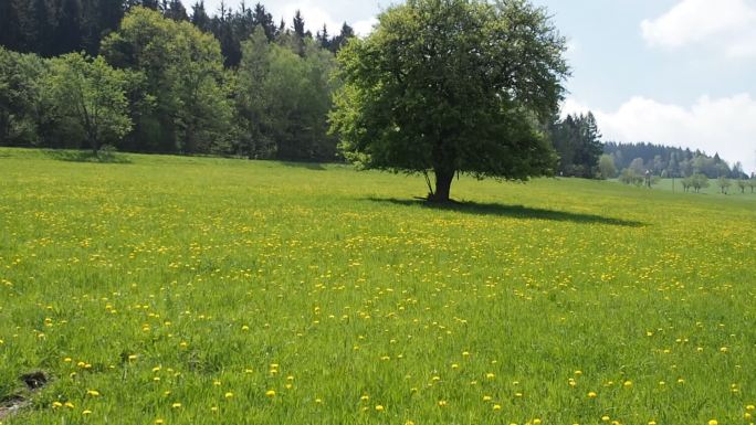 长满蒲公英的绿色草地