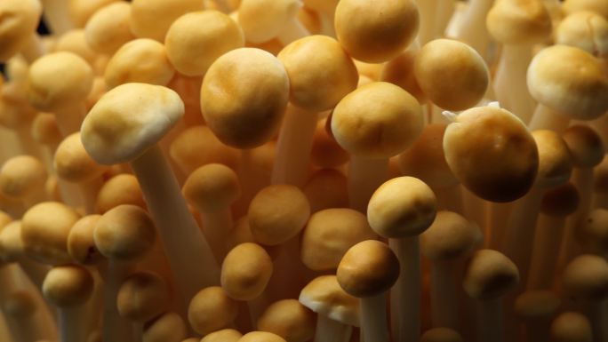 黄色金针菇
