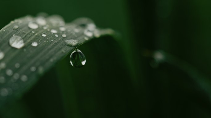 雨点落在绿色植物上