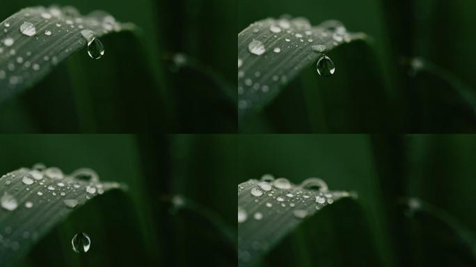 雨点落在绿色植物上