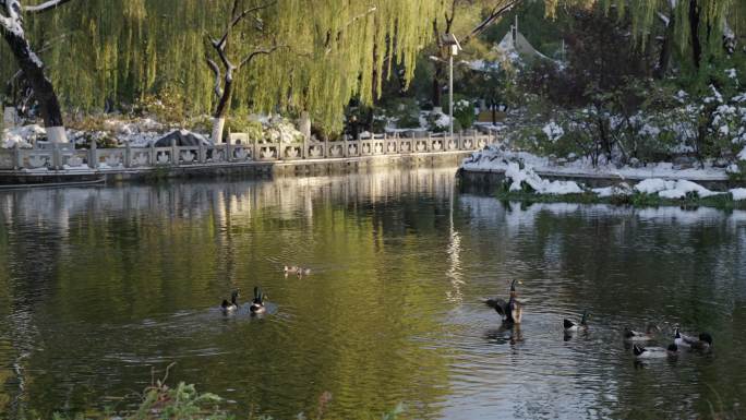 4k拍摄大雪后，公园湖水中游动嬉戏的鸭子