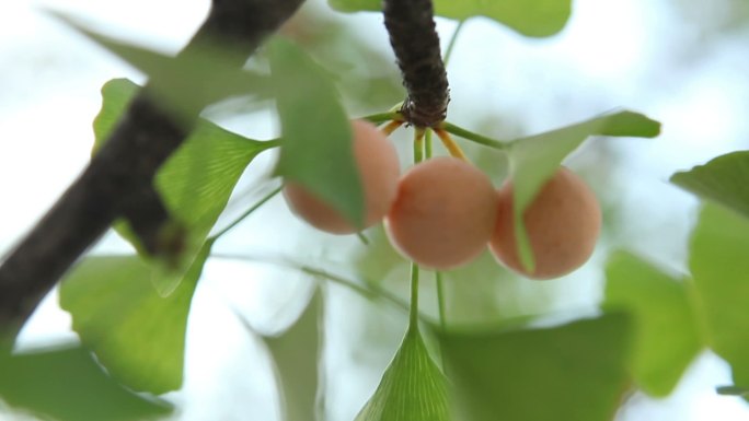 银杏的果实种植农业乡村振兴水果蔬菜丰收果