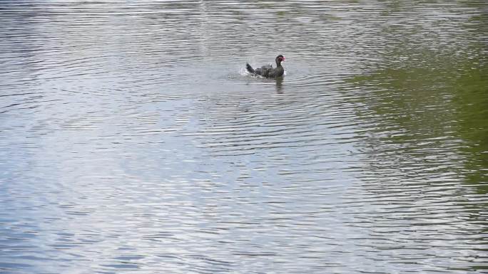 池塘里戏水的剑鸭