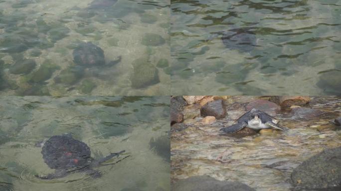 海龟实拍