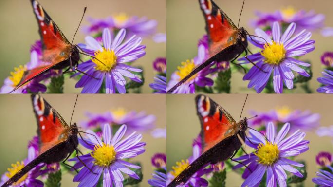 超级慢镜头的孔雀蝴蝶授粉紫天鹅河雏菊花
