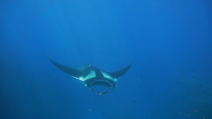 蝠鲼海底世界大海生物毯魟