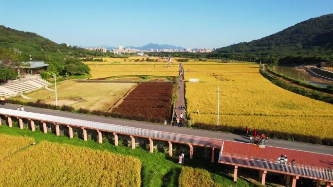 高清航拍稻谷田地 秋天的气息