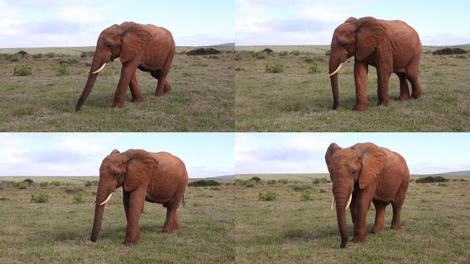 一只野生非洲公象在南非的大草原上漫步。