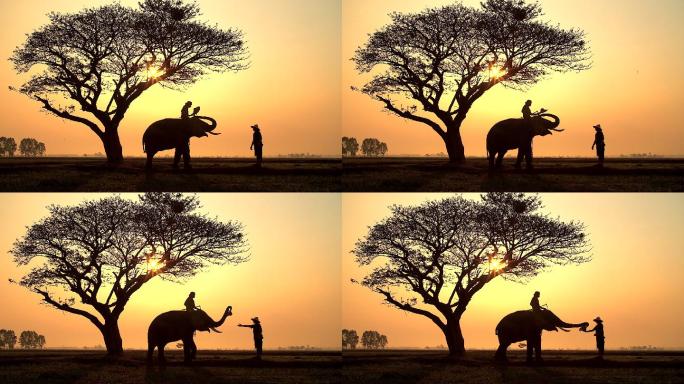大象和驯象人将帽子送给旅客表演的剪影
