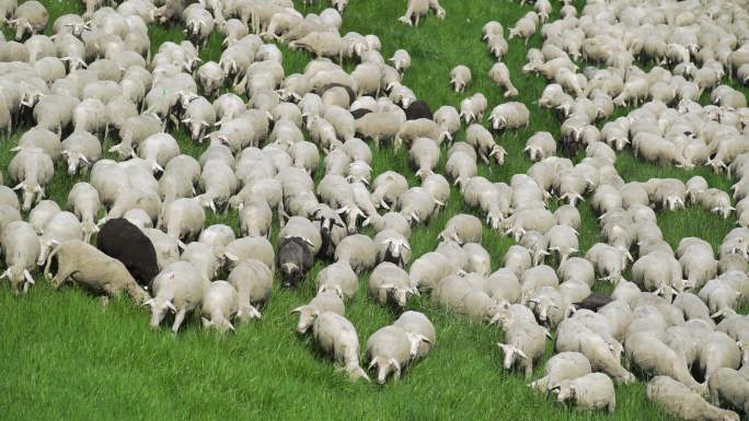 牧羊群牧草风吹草低见牛羊内蒙