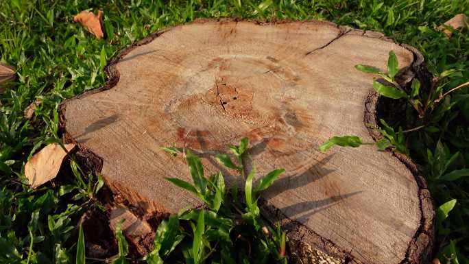 砍伐树木年轮
