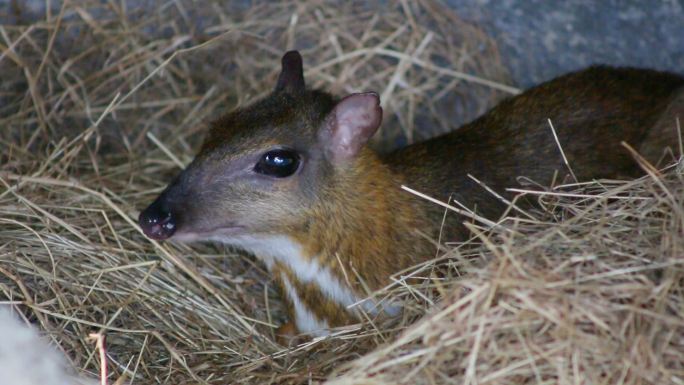 泰国自然主题公园的小鼠鹿