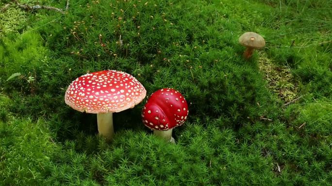 有毒的蘑菇在苔藓上