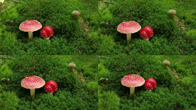 有毒的蘑菇在苔藓上