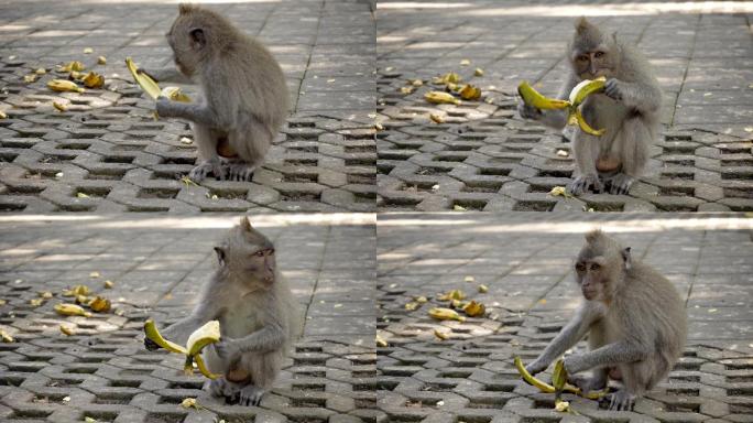 小猴子吃香蕉