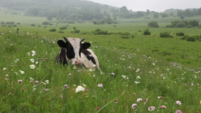 牛在草地上休息食草大农场绿色