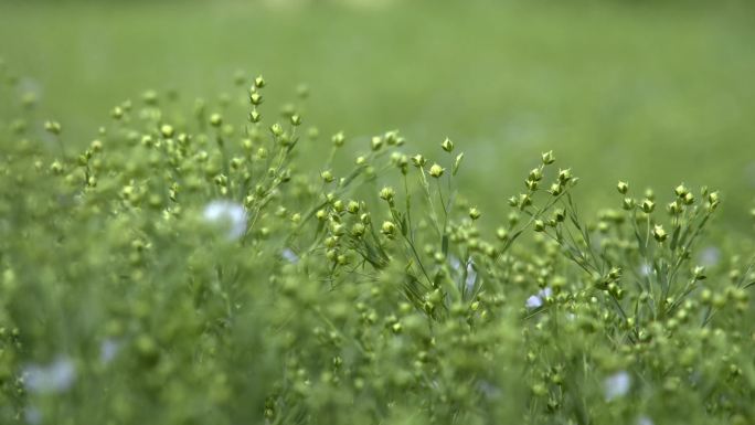 4K农作物胡麻开花